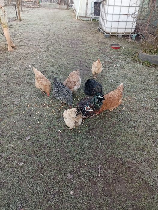 Vând puicute tinere