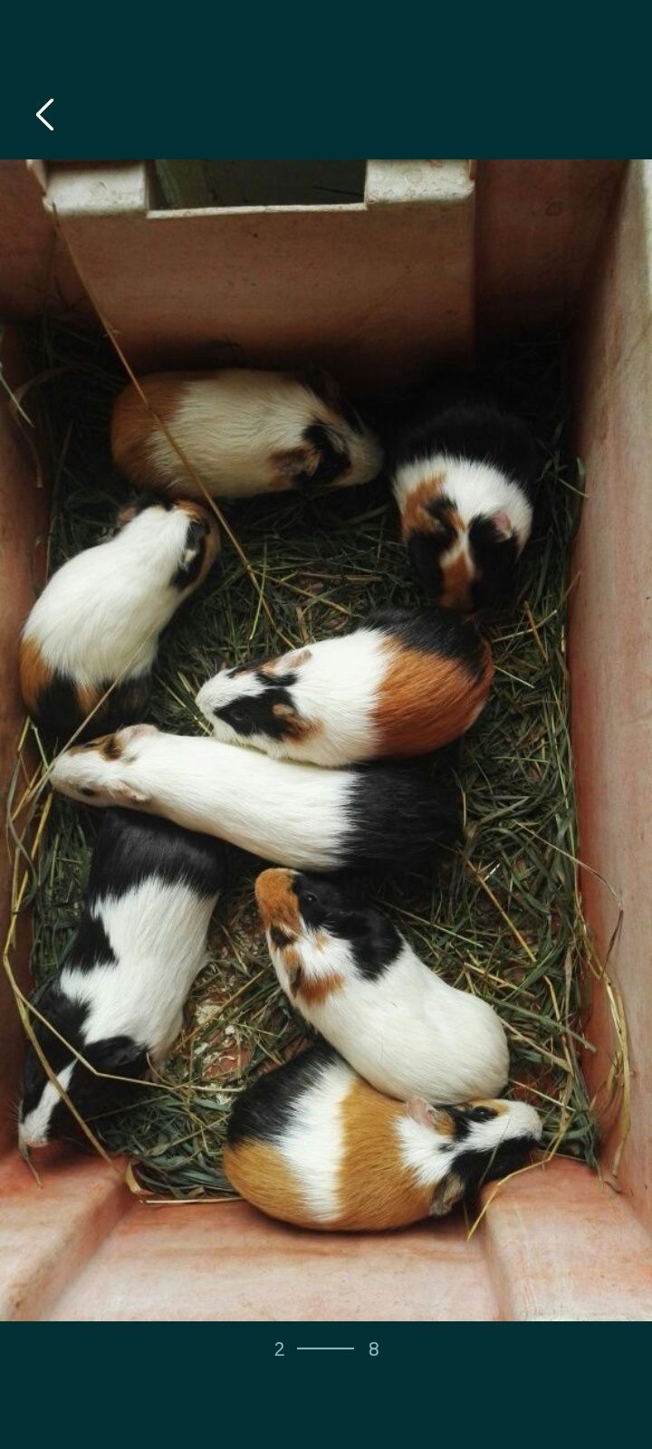 Hamster sirian siberian de Guineea porcușor .