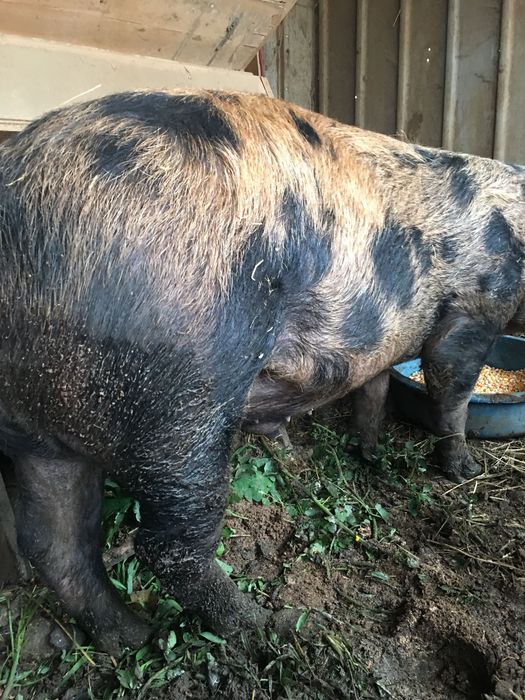 Vând porumb. voyeur