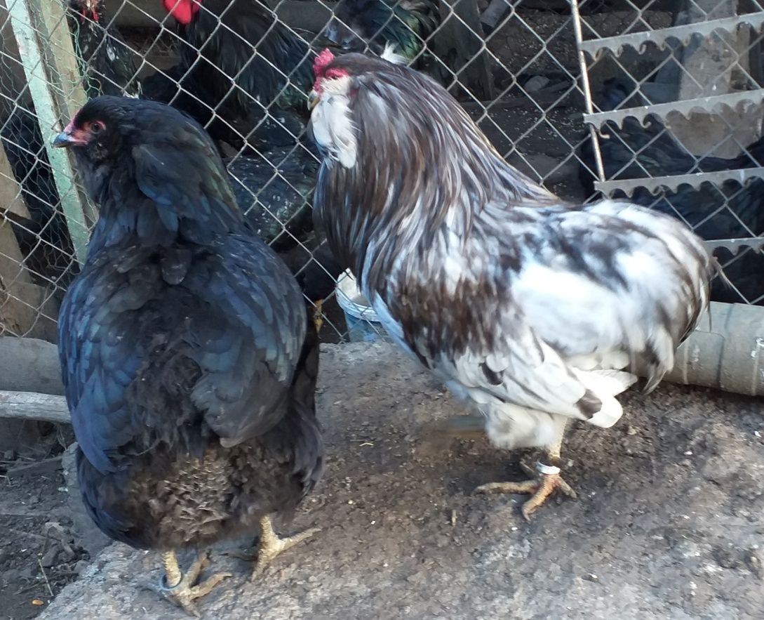 Oua araucana de vanzare, pentru incubat.