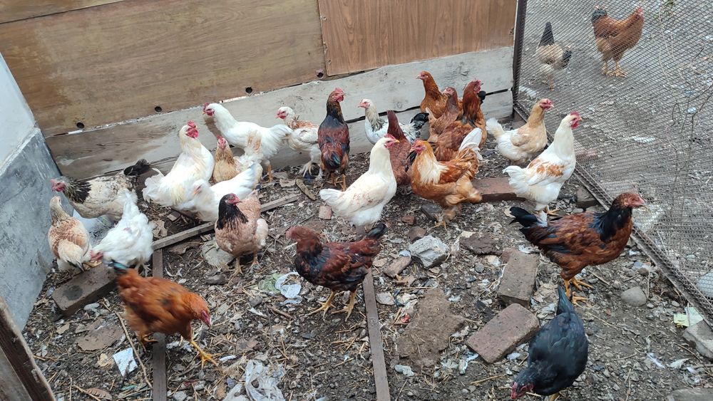 Продам курей и петухов