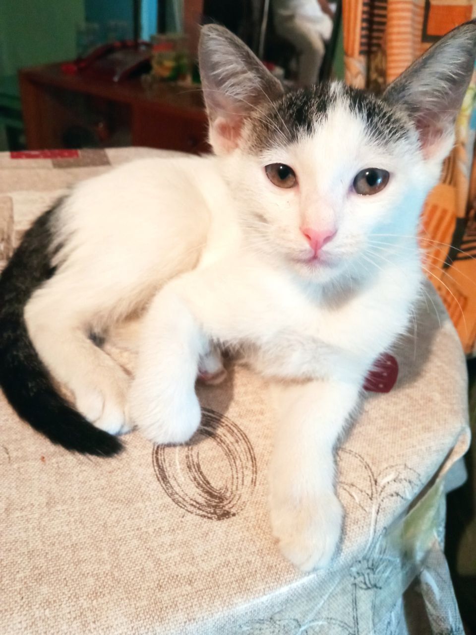 Отдаю ДВУХ котят (Наманган, микрорайон)