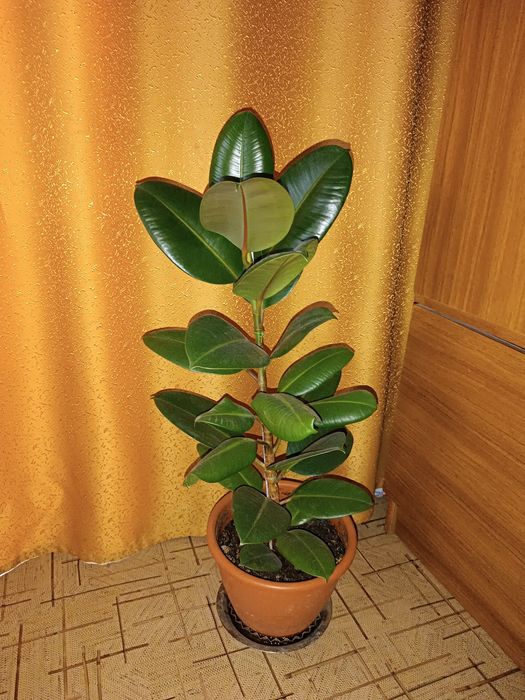 Продам Фикус 60 см