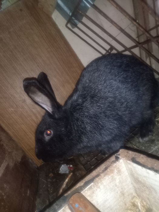 Продаю кроликов разных возрастов