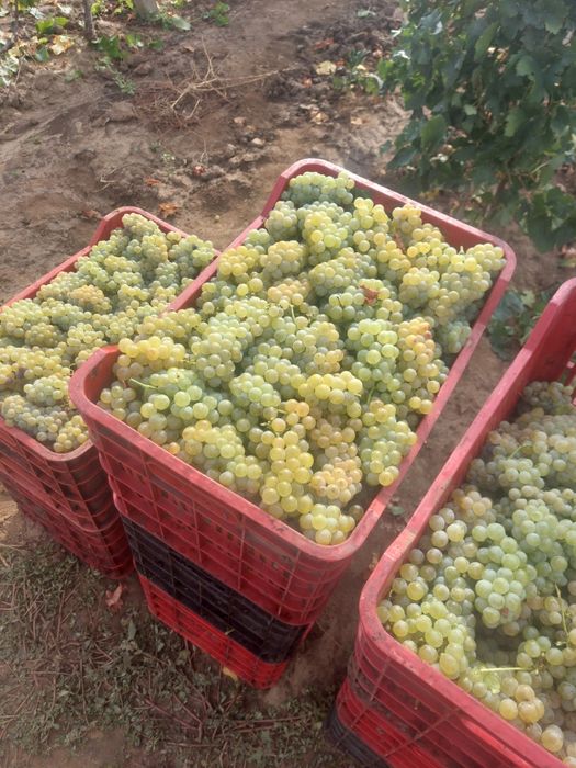 Vând struguri de vin