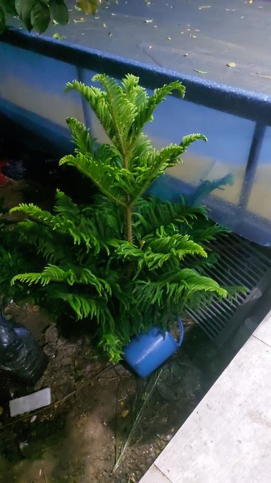 Арма гуллари сотилади. Офис учун гуллар