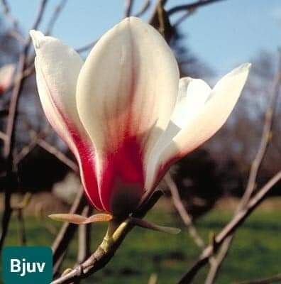 Magnolia la ghiveci 50-90 cm !