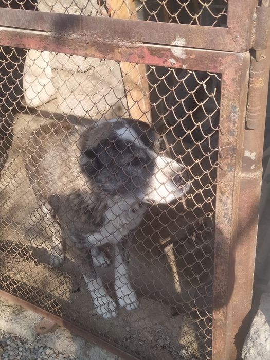 Alabay sotiladi srochni