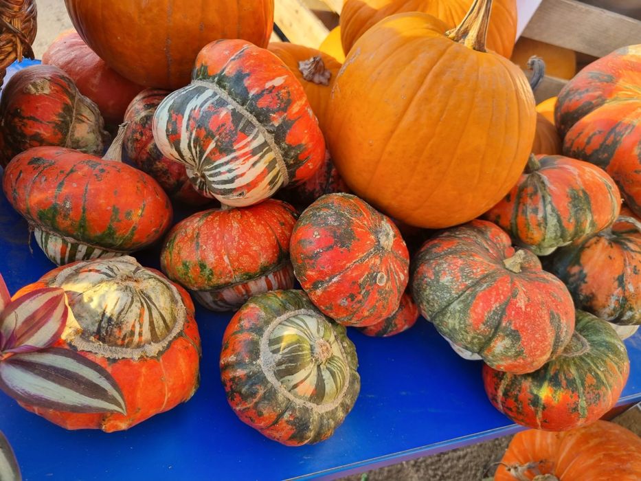 Vand dovleci de halloween si ornamentali.