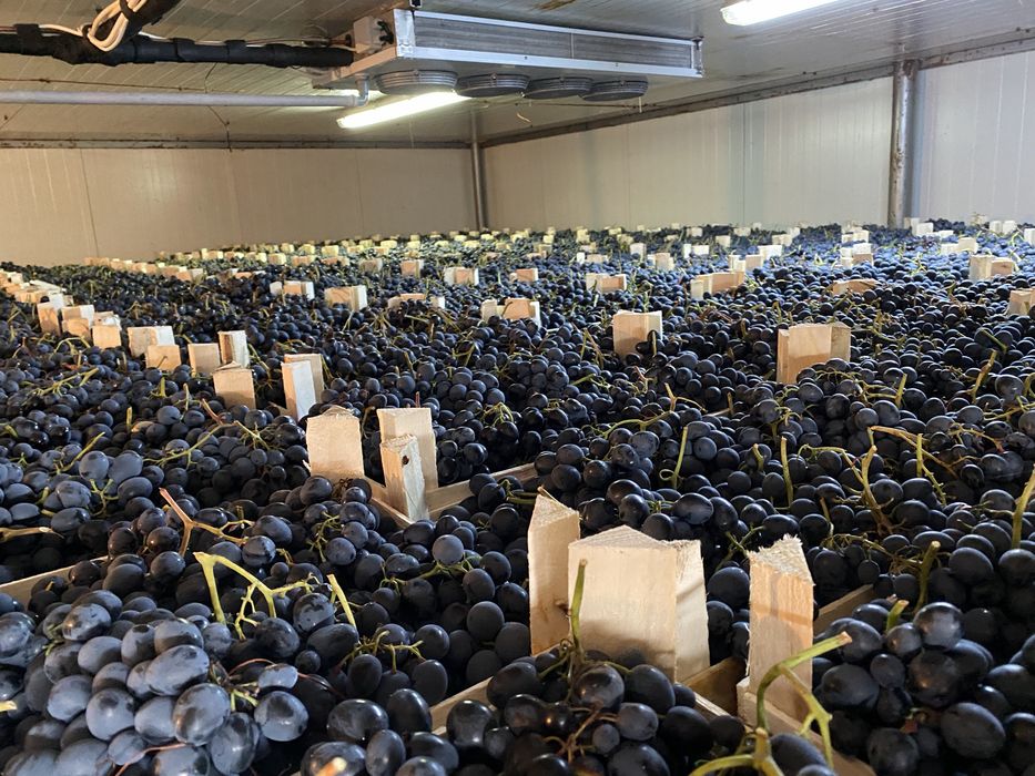 Vând struguri de masa hala frig