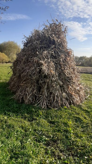 Vînd strujeni preț 4 lei snopu plus ovăz 1.50 kg plus cartofi pentru a