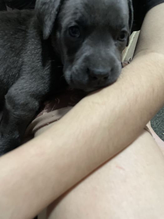 Продаются щенки Кане корсо