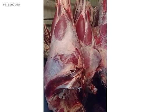 Свободни мъжки телета юници и ялови крави