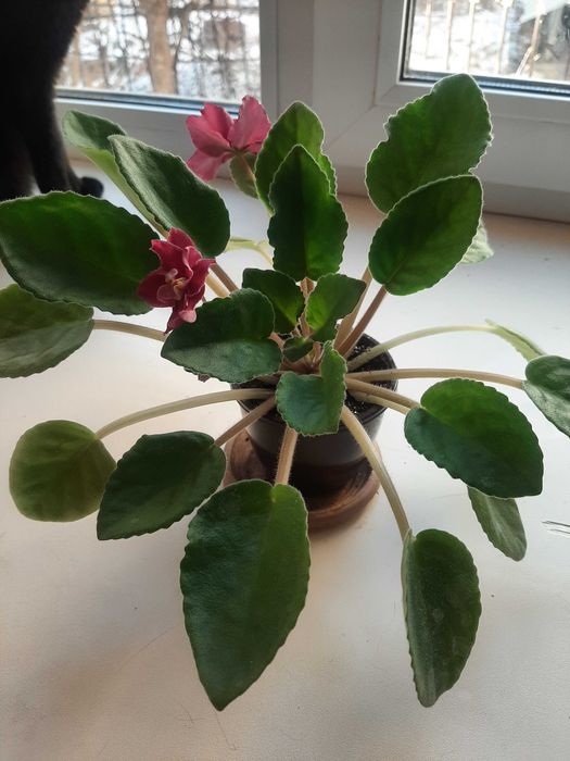 Продам две фиалки