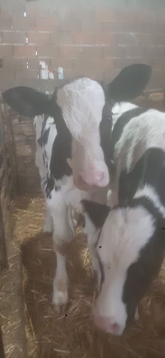 Мъжки телета сукалчета черно шарени