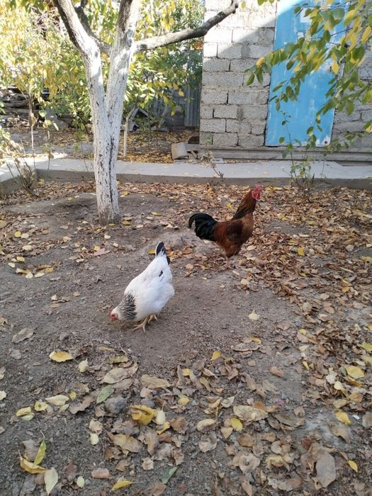 Сатылады , тауық пен қораз. Үйден келіп алып кетсеңіздер болады