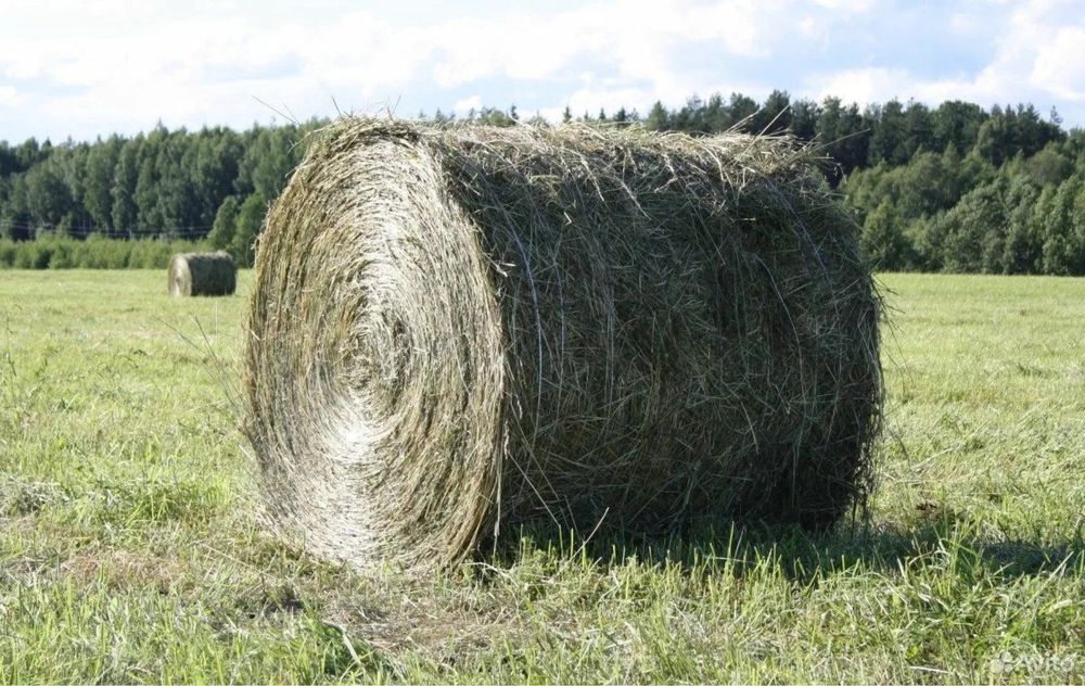 Продам сено 1000 руллонов