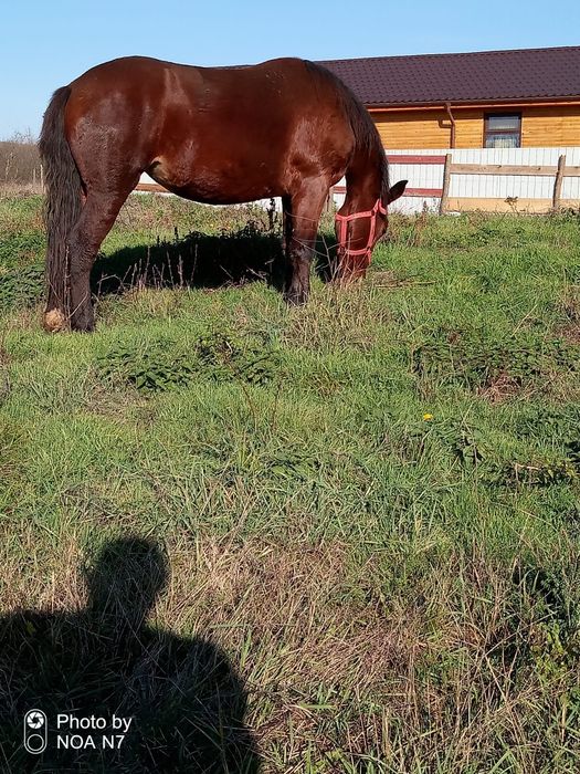 Vând mânză de 2 ani