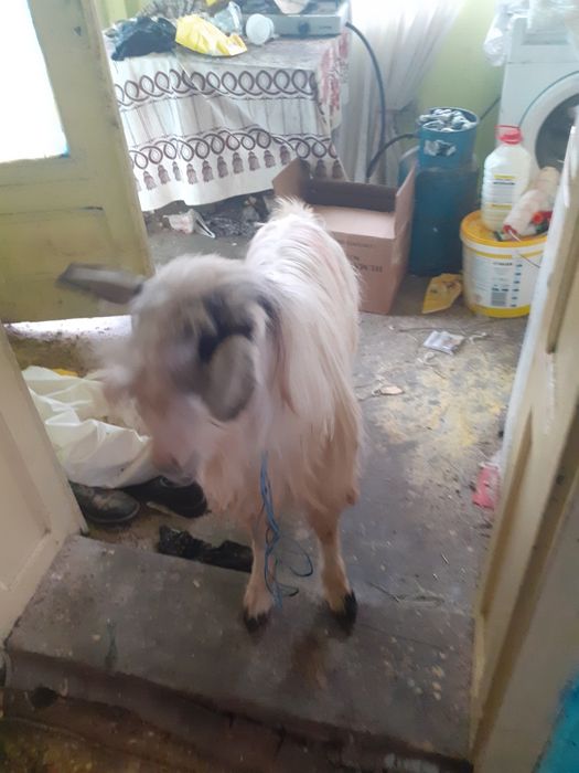 De vânzare un țap De 2ani