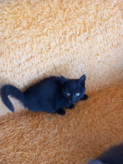 Малки котета си търсят дом