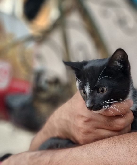 Mushuk ayol 3 oylik