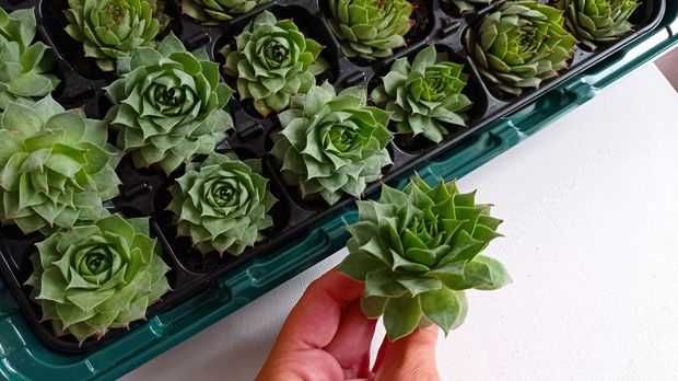 Vând plante suculente - Sempervivum