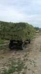 Baloti lucerna C1,C2 min40.Drept 500 sau fan.La TIR"RO UE Trans.inclus