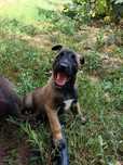 Donez  Malinois BELGIAN