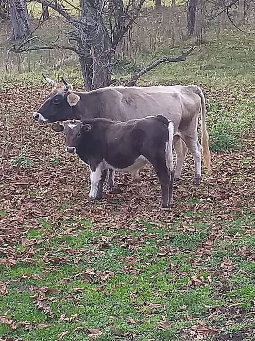 Vând vacă cu vițel