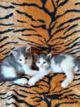 Котята 2 месяца девочка и мальчик