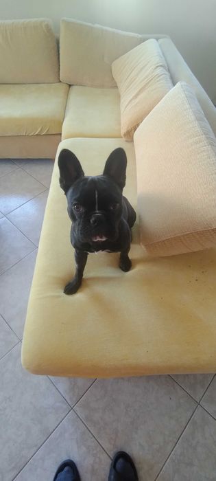 Френски булдог мъжки