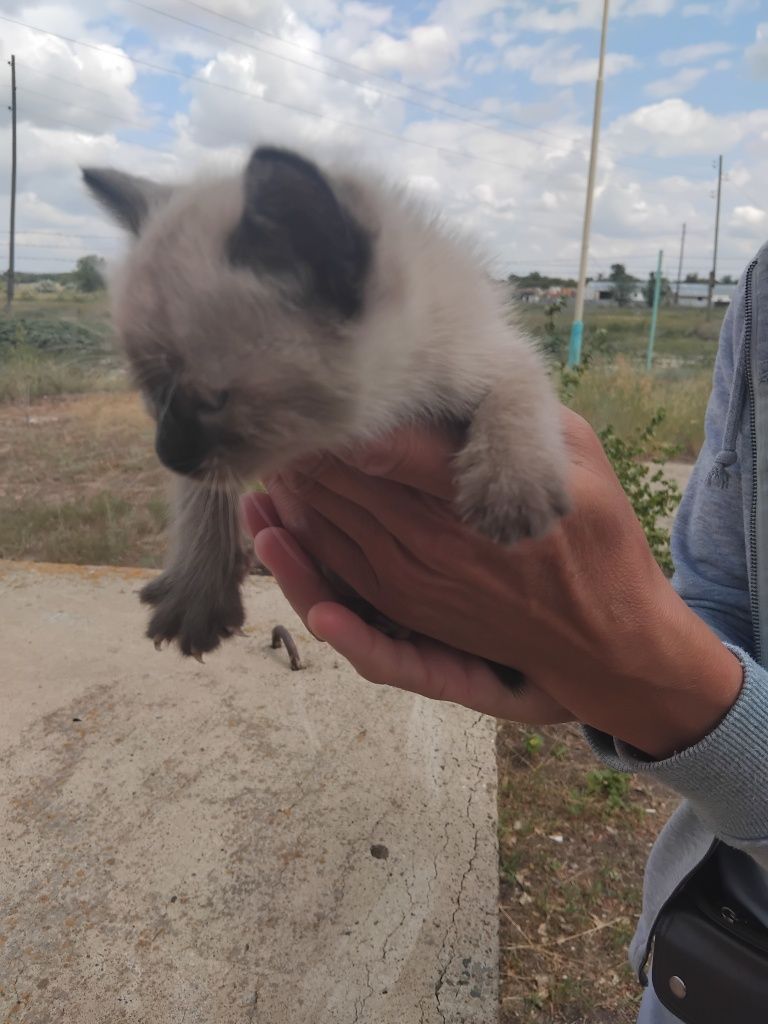 Ласковый котёнок