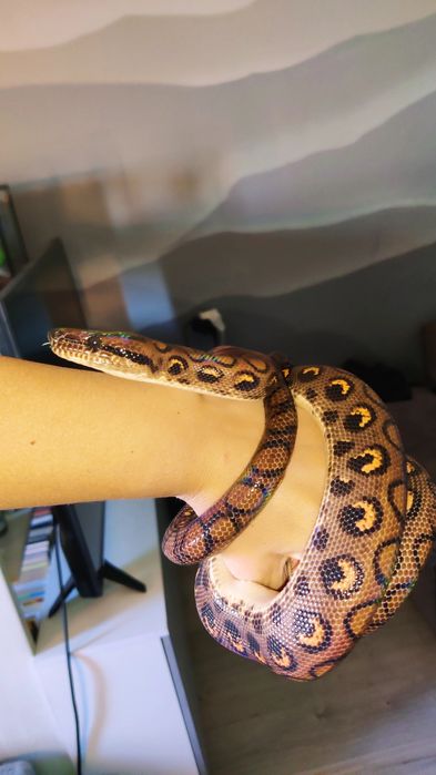 Бразильский радужный удав