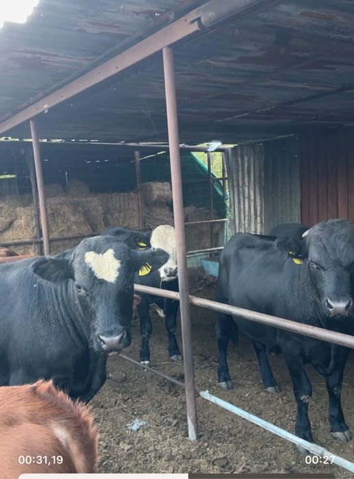 Быки откорм 1,5 годовалые торг минимальный