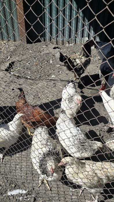 Продам молодых курей