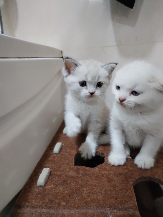 Фолды и Страйт шиншиллы