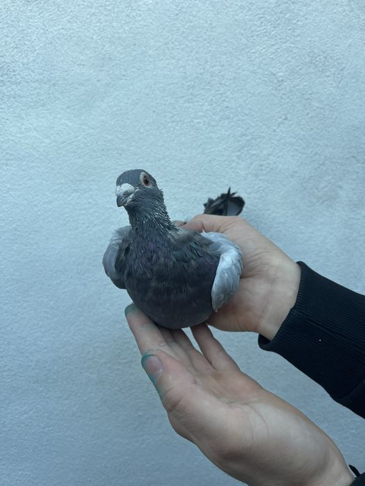 Mascul 2024 din Gaby Vandenabeele !