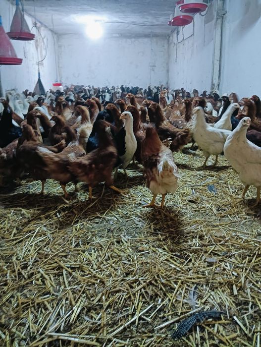 Puicuțe, tineret rase de ouat