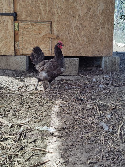 Vând găini Australorp 100 ron
