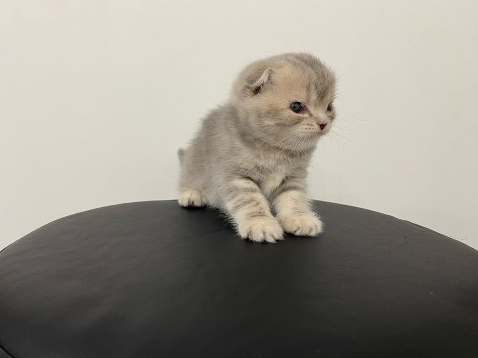 Вислоухие котята шотландской породы чистокровные !!!