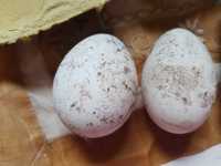 Stalpituri ouă gâscă