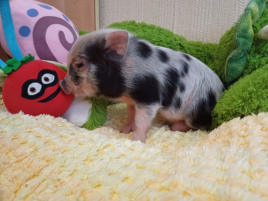 Мини прасенца / Декоративни прасета