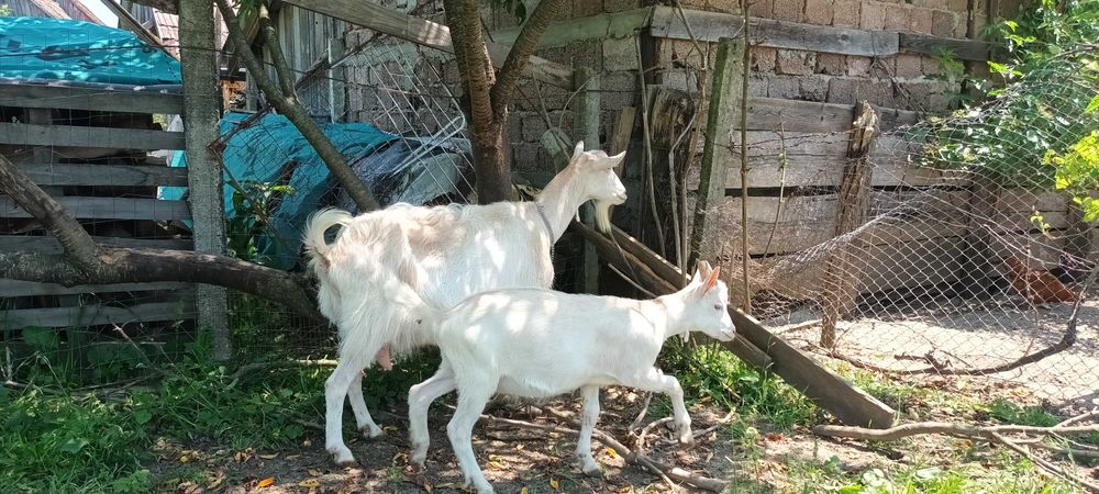 Tăpisor sanen foarte frumos