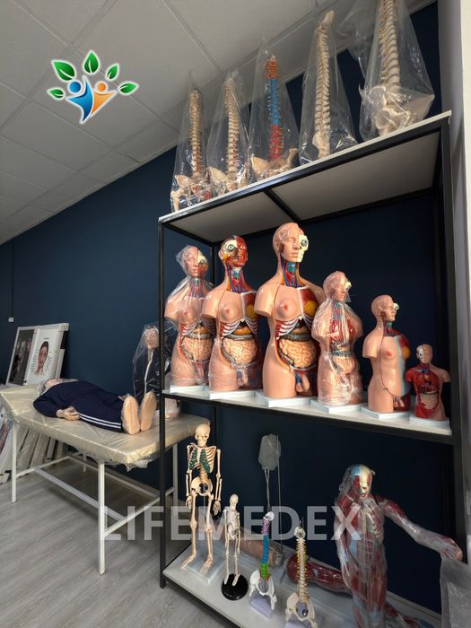 Анатомические Муляжи , Anatomik modellar