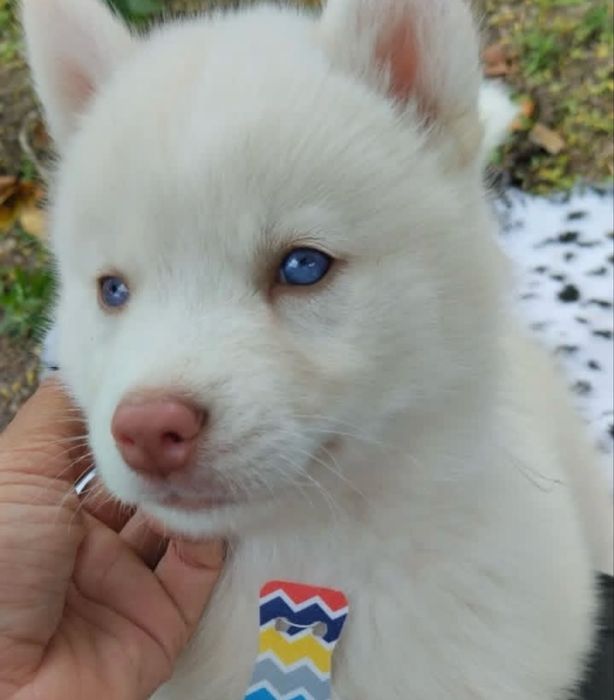 Fetita husky superba