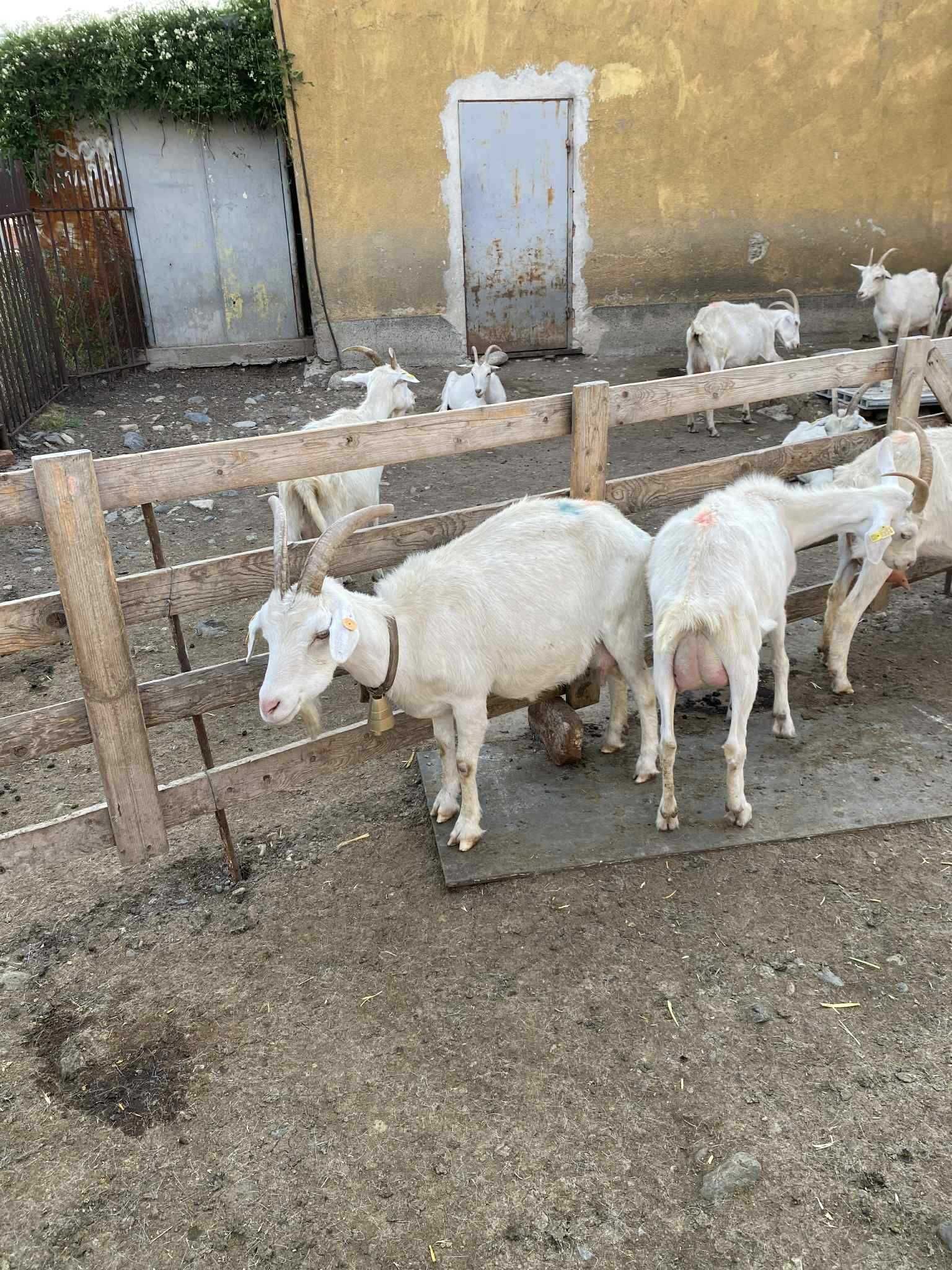 Продавам Доятни кози,шилета,Карлово