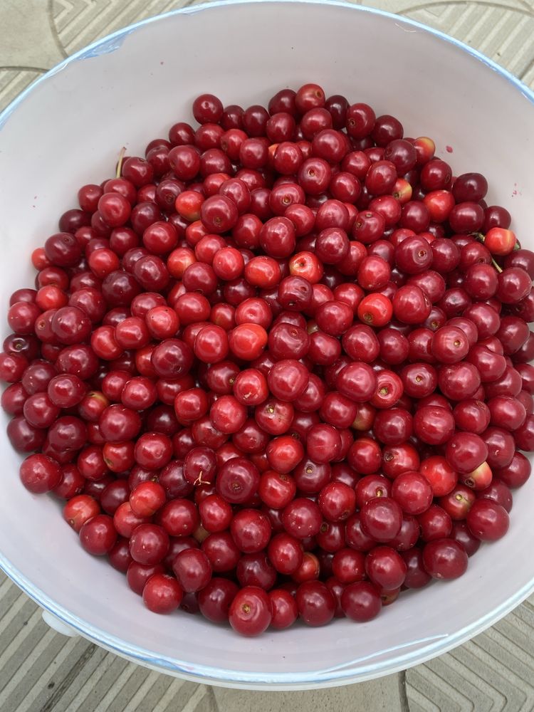 Продам вишню домашнюю……………………..
