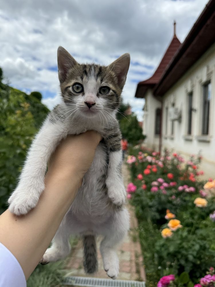Pisicuti spre adoptie: isi cauta o noua casa 5 suflete frumoase!