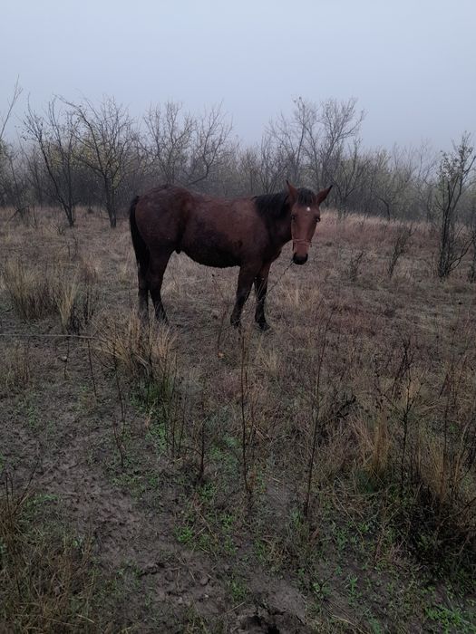 Mânz de vânzare are 7 lun mai multe detalii în privat