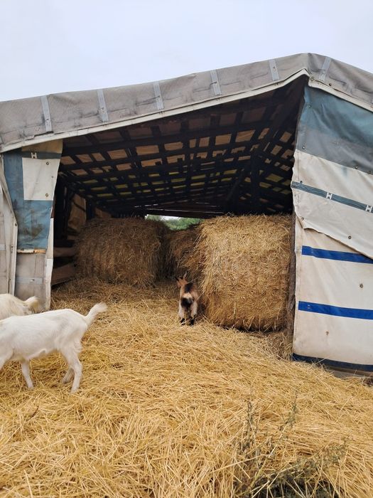 Vând baloți de paie cu saivan
